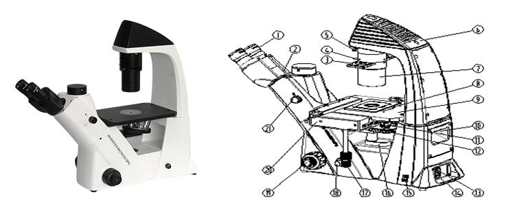 BDS400 biological inverted microscope for laboratory